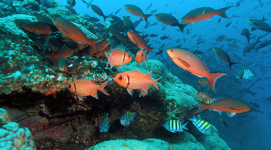 USA – NOAA Expands Flower Garden Banks National Marine Sanctuary in the Gulf of Mexico