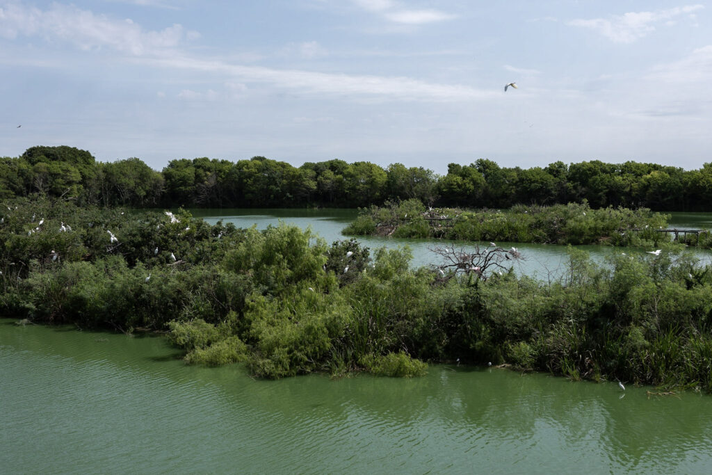 Rookery at Clay Bottom Pond in Smith Oaks in High Island