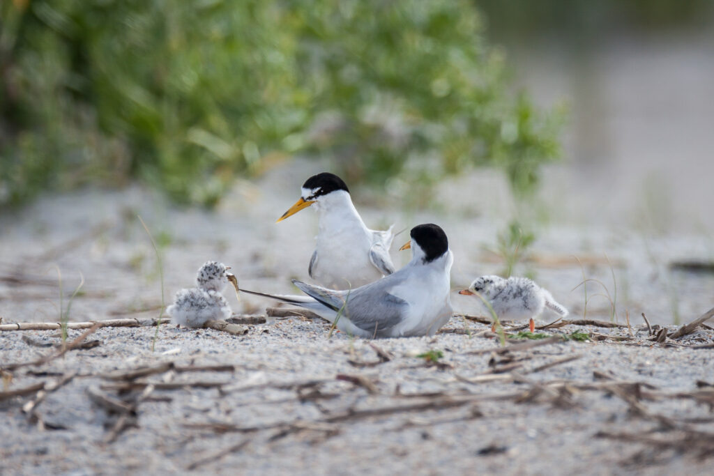 Nesting_Birds_Photo credit: Ethan Slattery/Audubon Photography Awards.