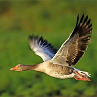 McFaddin National Wildlife Refuge