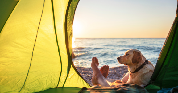 Dog laying outside tent near owner's feet